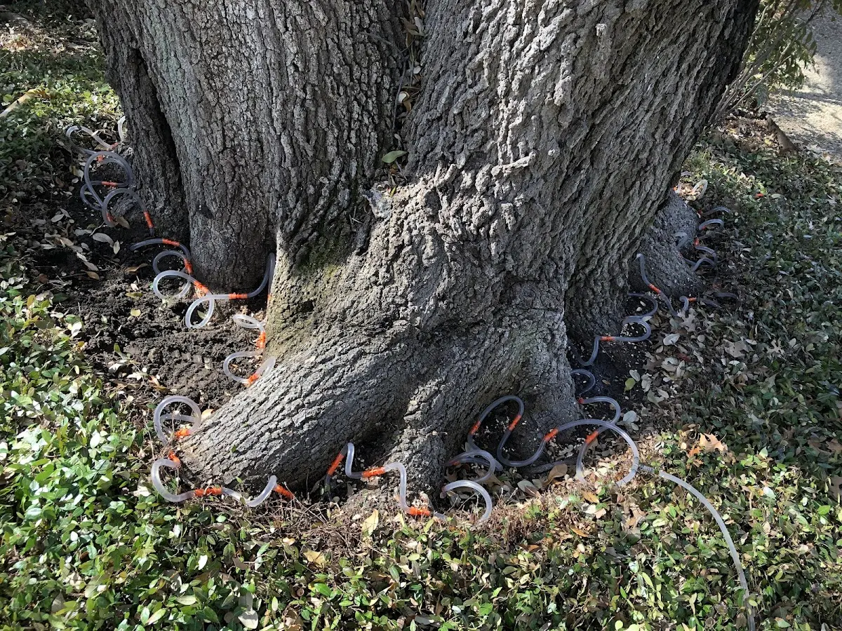 Detailed Tree Cabling and Bracing job site in Owens Cross Roads