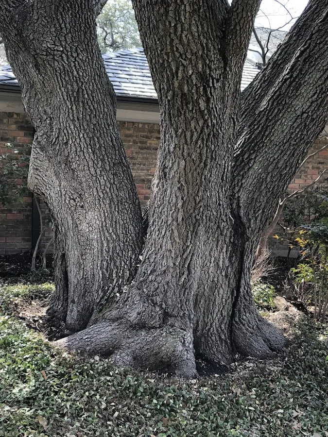 Mature heritage tree close to a Owens Cross Roads property cared for by certified arborists